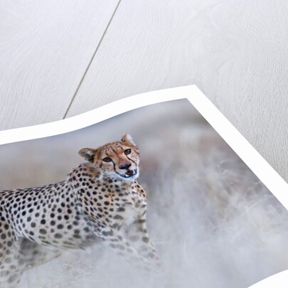 Chyulu cheetah, 2019 by Eric Meyer