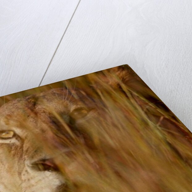 Lion in the grass, 2019 by Eric Meyer