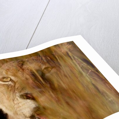 Lion in the grass, 2019 by Eric Meyer
