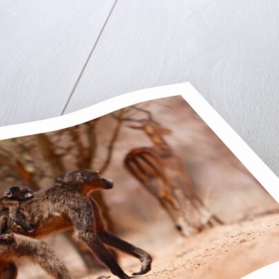 Baboon mother, 2019 by Eric Meyer