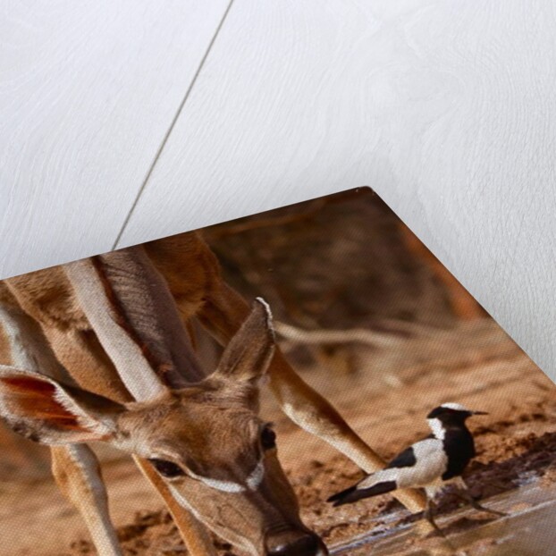 Pied Things, 2019 by Eric Meyer