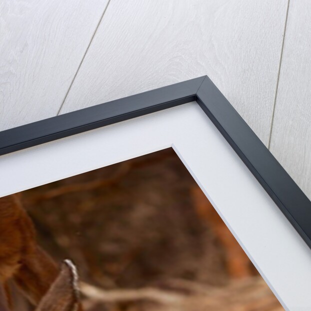 Pied Things, 2019 by Eric Meyer