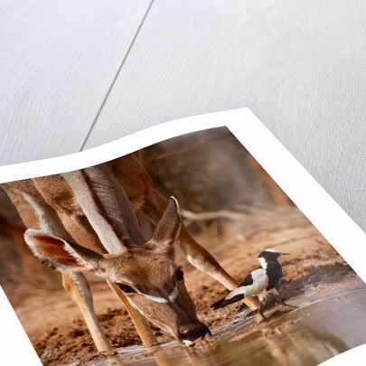 Pied Things, 2019 by Eric Meyer