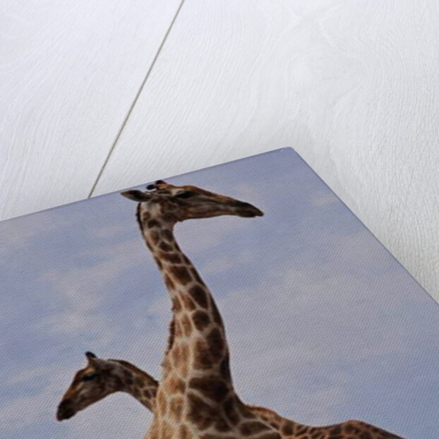 Crossed, 2019 by Eric Meyer