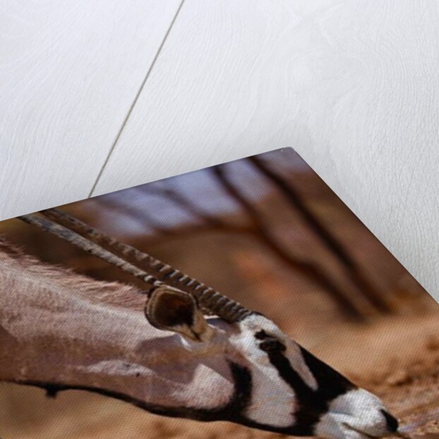 Oryx Drinking, Mount Etjo, 2019 by Eric Meyer