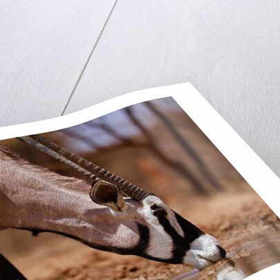 Oryx Drinking, Mount Etjo, 2019 by Eric Meyer