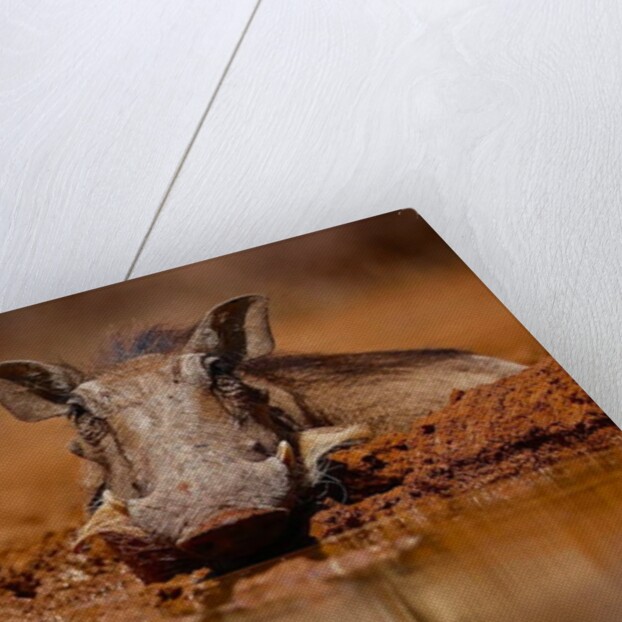 Happy Pig, 2019 by Eric Meyer