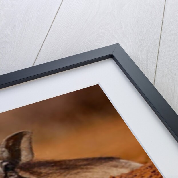 Happy Pig, 2019 by Eric Meyer