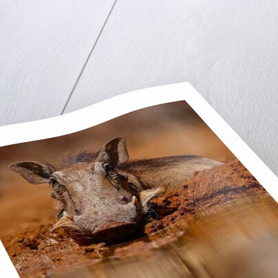 Happy Pig, 2019 by Eric Meyer