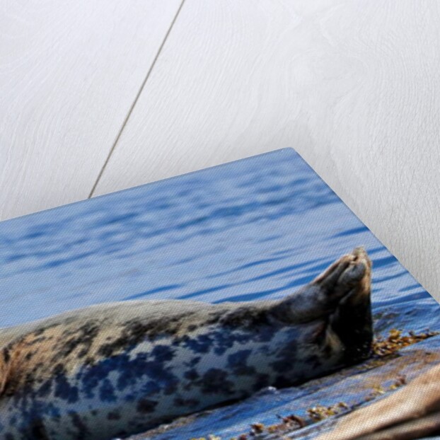 Grey ?, 2019 by Eric Meyer