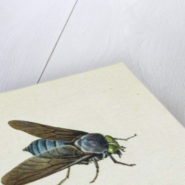 The Horsefly, 18th century by Georg Dionysius Ehret