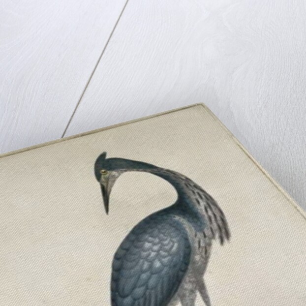 A Heron, 1789 by William Hayes