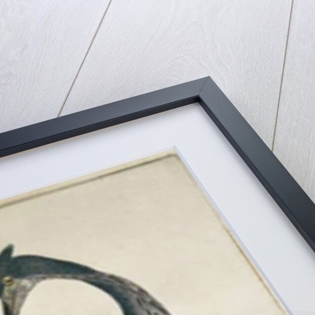 A Heron, 1789 by William Hayes