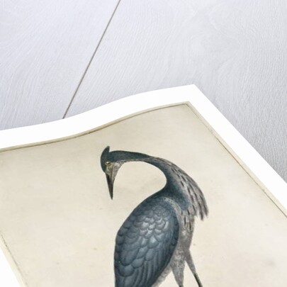 A Heron, 1789 by William Hayes