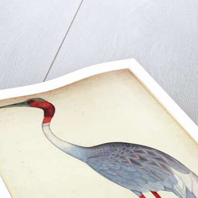 Sarus Crane, painted for Lady Impey at Calcutta, c.1780 by Shaikh Zain ud-Din (fl.1777-83)