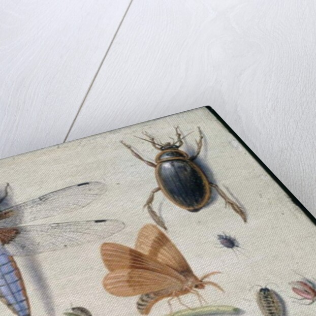 A Cockchafer, Beetle, Woodlice and other Insects, with a Sprig of Auricula, early 1650s by Jan van Kessel