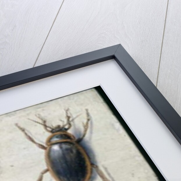 A Cockchafer, Beetle, Woodlice and other Insects, with a Sprig of Auricula, early 1650s by Jan van Kessel