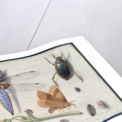 A Cockchafer, Beetle, Woodlice and other Insects, with a Sprig of Auricula, early 1650s by Jan van Kessel