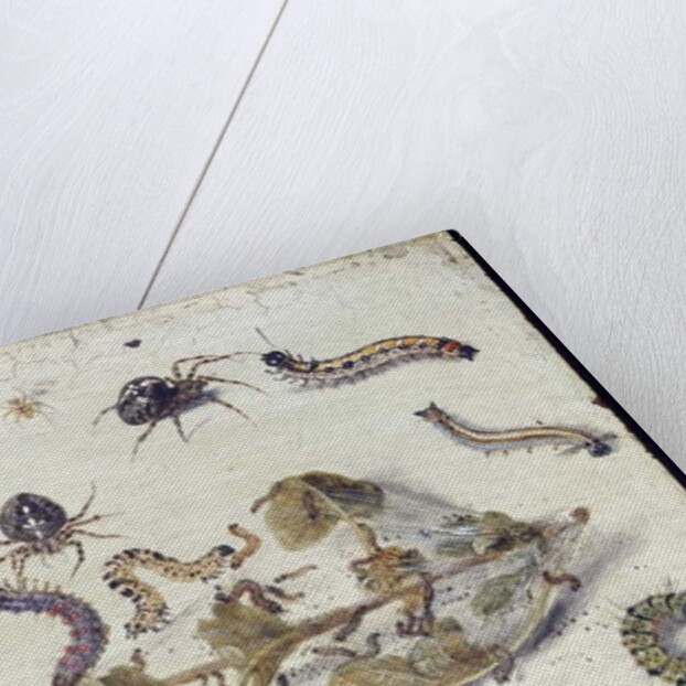 Various Spiders and Caterpillars, with a Sprig of Gooseberry, early 1650s by Jan van Kessel