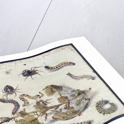 Various Spiders and Caterpillars, with a Sprig of Gooseberry, early 1650s by Jan van Kessel