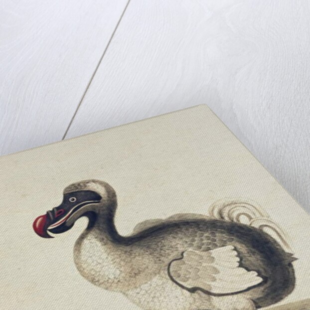 Study of a Dodo and a Guinea-pig, 1847 by Charlotte Augusta Duchess of Marlborough Spencer-Churchill