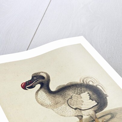 Study of a Dodo and a Guinea-pig, 1847 by Charlotte Augusta Duchess of Marlborough Spencer-Churchill