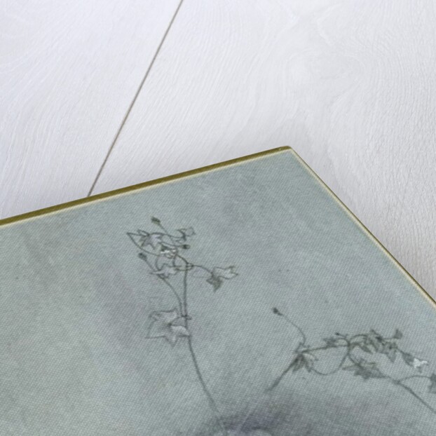 Ivy-Leaved Toadflax, 1852 by John Ruskin