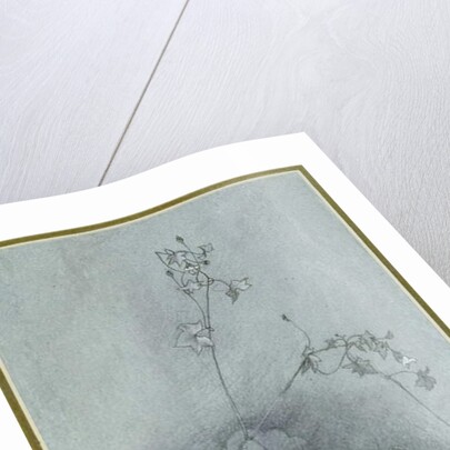 Ivy-Leaved Toadflax, 1852 by John Ruskin