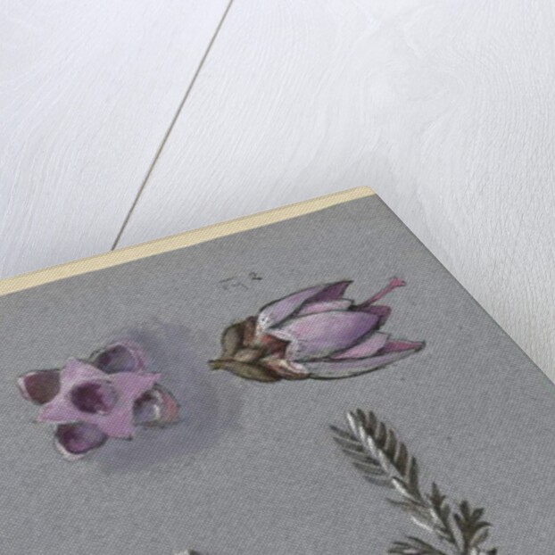 Four Studies of Ling, probably 14 September 1869 by John Ruskin