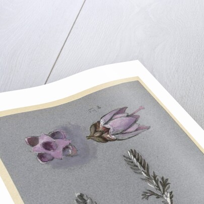 Four Studies of Ling, probably 14 September 1869 by John Ruskin