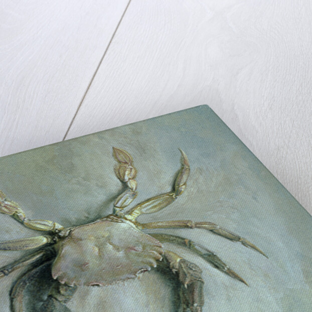Velvet Crab, 1870-1 by John Ruskin