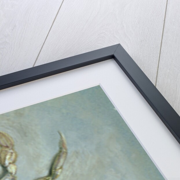 Velvet Crab, 1870-1 by John Ruskin