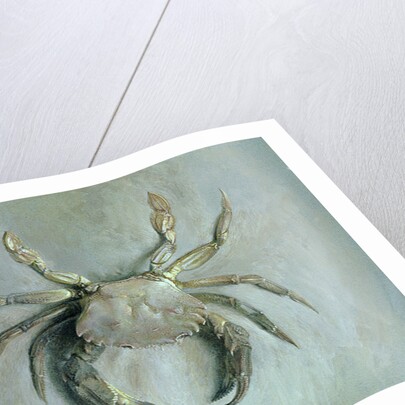Velvet Crab, 1870-1 by John Ruskin