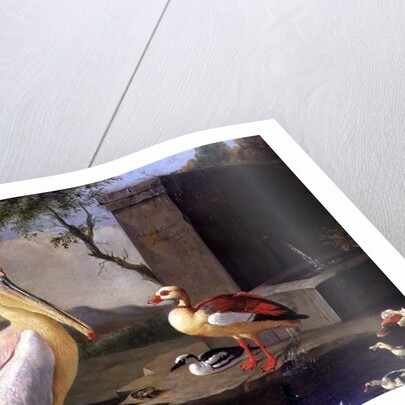 Oriental Birds by Adrian Coorte