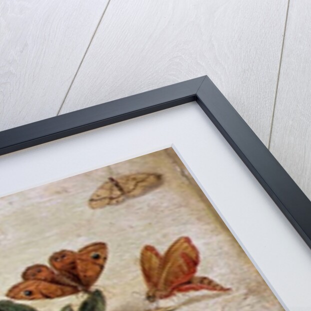 A Study of Flowers and Insects by Jan van the Elder Kessel