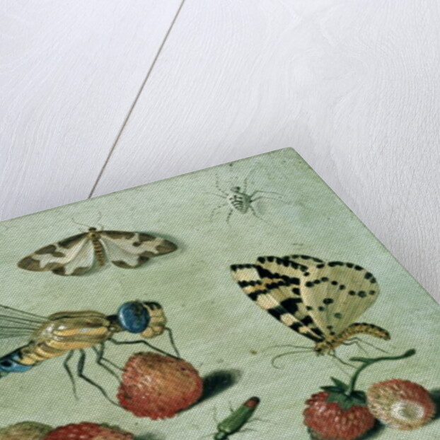 A Dragon-fly, two Moths, a Spider and some Beetles, with wild Strawberries, 17th century by Jan van the Elder Kessel