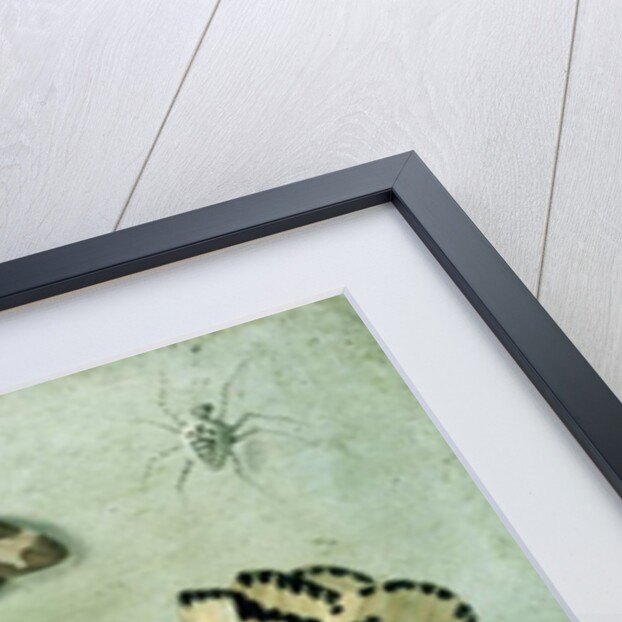 A Dragon-fly, two Moths, a Spider and some Beetles, with wild Strawberries, 17th century by Jan van the Elder Kessel