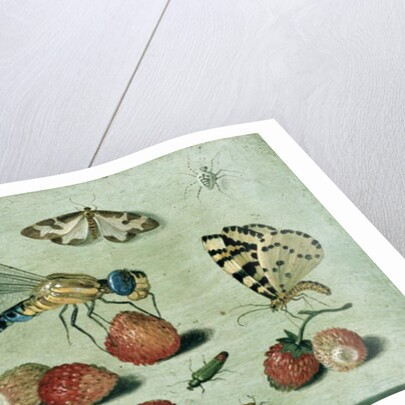 A Dragon-fly, two Moths, a Spider and some Beetles, with wild Strawberries, 17th century by Jan van the Elder Kessel
