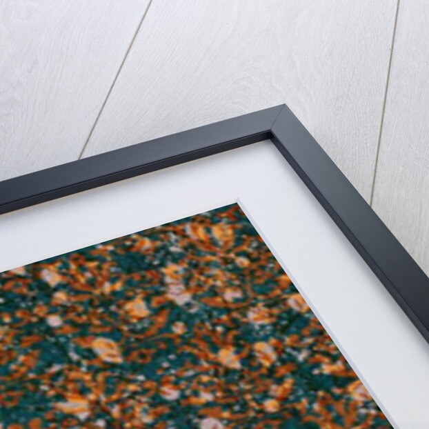 Palmy Oasis by Tara Whitehead