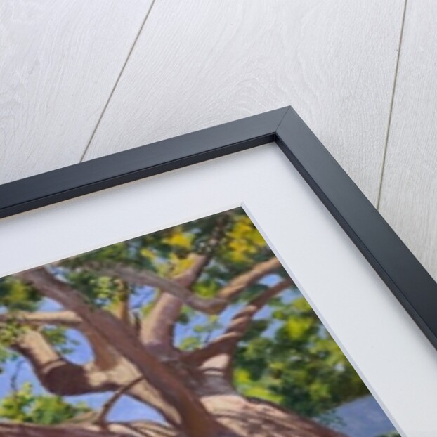 Ancient Campor Tree, Vergelegen Estate, South Africa, 2010 by Andrew Macara