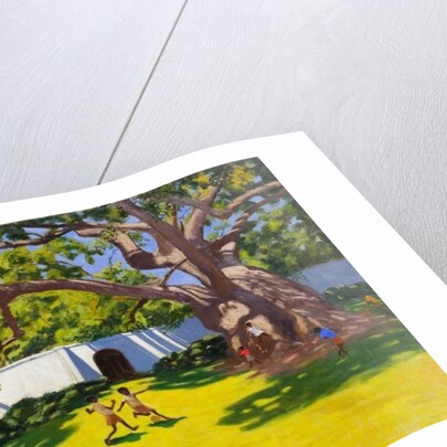 Ancient Campor Tree, Vergelegen Estate, South Africa, 2010 by Andrew Macara