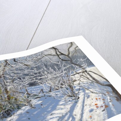 Hoar Frost, 2011 by Andrew Macara