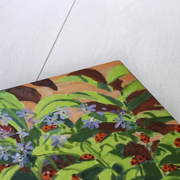 Ladybirds, 2013 by Andrew Macara