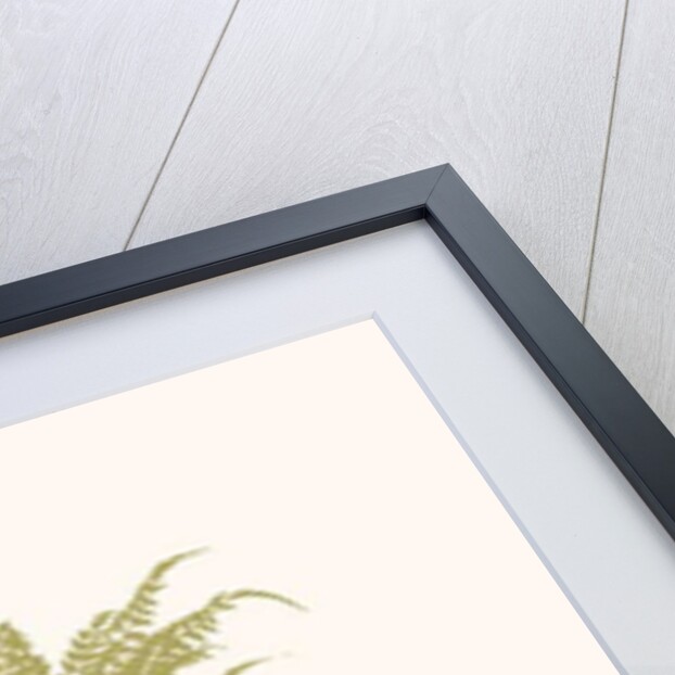 Black Panther on Car by Florent Bodart