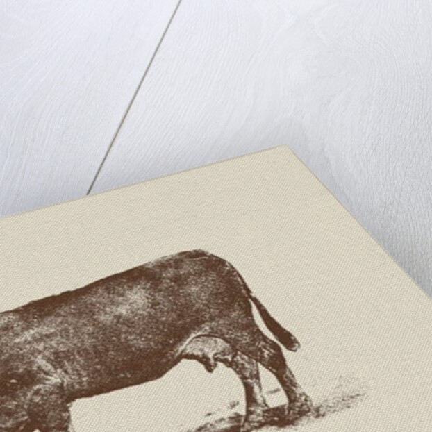 Cow Cow Nut, 2016 by Florent Bodart