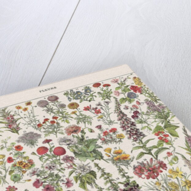 Fleur I - ASTER EDITION, 2023 by Florent Bodart