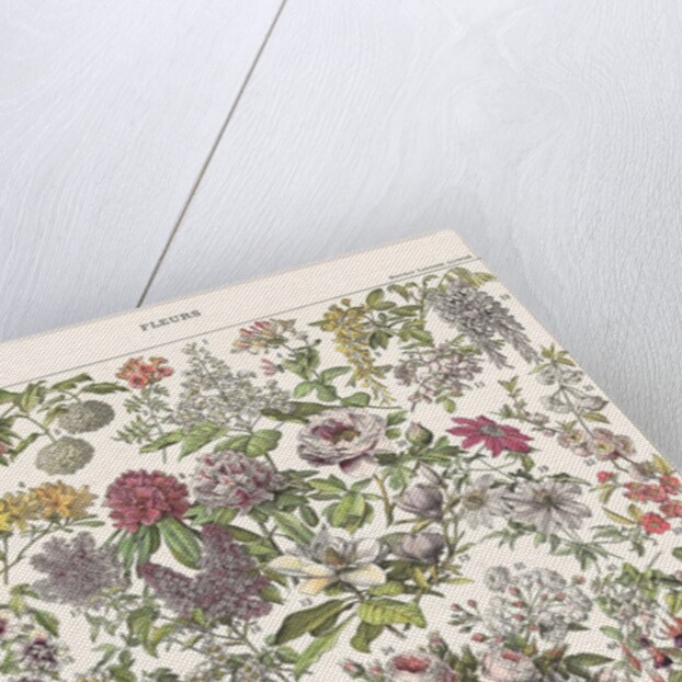 Fleurs II - ASTER EDITION, 2023 by Florent Bodart