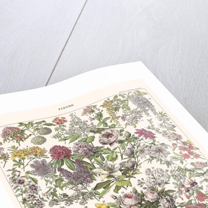 Fleurs II - ASTER EDITION, 2023 by Florent Bodart