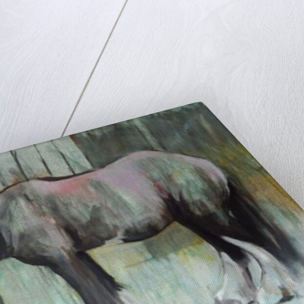 Morpheus in January, 2013 by Sheri Gee