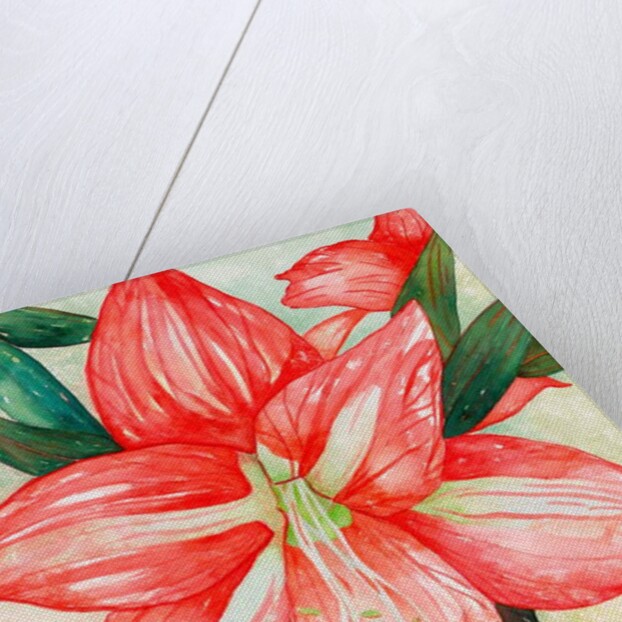 Amaryllis, 2005 by Deborah Eve Alastra